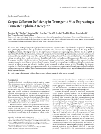 Corpus Callosum Deficiency in Transgenic Mice Expressing a Truncated Ephrin-A Receptor