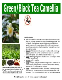 Camellia Sinensis • Use: Almost Everyone Drinks Tea Without Really