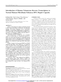 Introduction of Human Telomerase Reverse Transcriptase to Normal Human Fibroblasts Enhances DNA Repair Capacity
