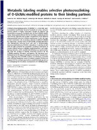 Metabolic Labeling Enables Selective Photocrosslinking of O-Glcnac-Modified Proteins to Their Binding Partners