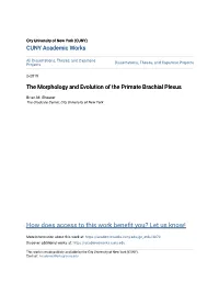 The Morphology and Evolution of the Primate Brachial Plexus
