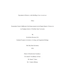 Reproductive Behavior in the Bed Bug (Cimex Lectularius)