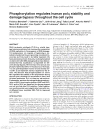 Phosphorylation Regulates Human Pol Stability and Damage Bypass Throughout the Cell Cycle
