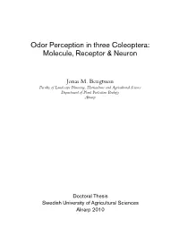 Odor Perception in Three Coleoptera: Molecule, Receptor & Neuron