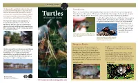 Turtles Are Reptiles--Kin to Snakes, Lizards, Alligators, and Crocodiles