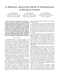 A Multiscale Agent-Based Model of Morphogenesis in Biological Systems