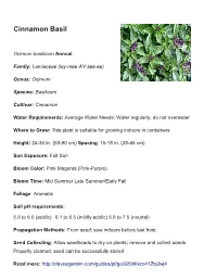 Cinnamon Basil