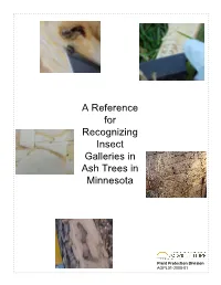 A Reference for Recognizing Insect Galleries in Ash Trees in Minnesota