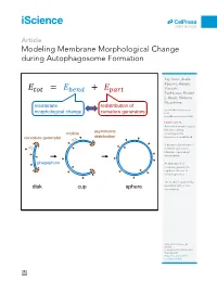Modeling Membrane Morphological Change During Autophagosome Formation