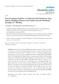 Prion Fragment Peptides Are Digested with Membrane Type Matrix Metalloproteinases and Acquire Enzyme Resistance Through Cu2+-Binding