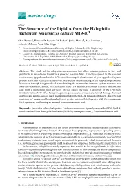 The Structure of the Lipid a from the Halophilic Bacterium Spiribacter Salinus M19-40T