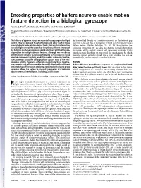 Encoding Properties of Haltere Neurons Enable Motion Feature Detection in a Biological Gyroscope