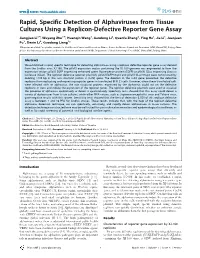 Rapid, Specific Detection of Alphaviruses from Tissue Cultures Using a Replicon-Defective Reporter Gene Assay