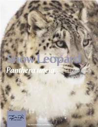 Snow Leopard Panthera Uncia