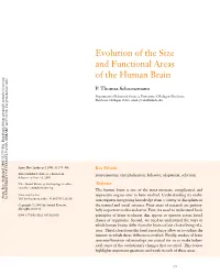 Evolution of the Size and Functional Areas of the Human Brain