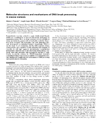 Molecular Structures and Mechanisms of DNA Break Processing in Mouse Meiosis