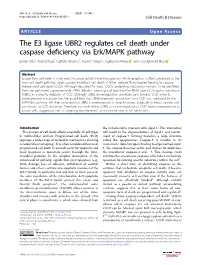 The E3 Ligase UBR2 Regulates Cell Death Under Caspase Deficiency Via Erk/MAPK Pathway