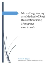 Micro-Fragmenting As a Method of Reef Restoration Using Montipora Capricornis