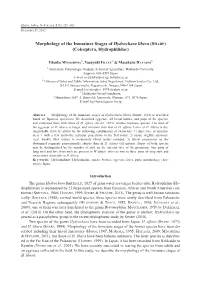 Morphology of the Immature Stages of Hydrochara Libera (SHARP) (Coleoptera, Hydrophilidae)