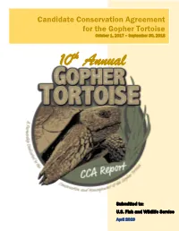 10Th Annual Gopher Tortoise