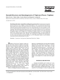 Gonadal Structure and Gametogenesis of Trigla Lyra