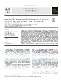 Attractive Males Are Cautious and Better Learners in the Sailfin Tetra