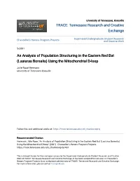 An Analysis of Population Structuring in the Eastern Red Bat (Lasiuras Borealis) Using the Mitochondrial D-Loop