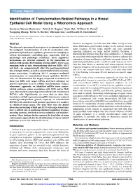 Identification of Transformation-Related Pathways in a Breast Epithelial Cell Model Using a Ribonomics Approach