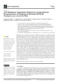 Cell Membrane Adaptations Mediate -Lactam-Induced