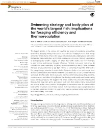 Implications for Foraging Efficiency and Thermoregulation