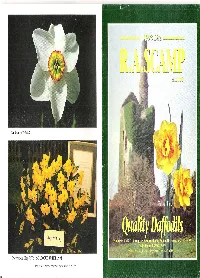 R. A. Scamp Quality Daffodils 1993