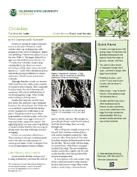 Cicadas Fact Sheet No