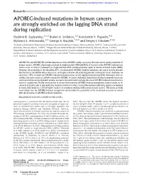 APOBEC-Induced Mutations in Human Cancers Are Strongly Enriched on the Lagging DNA Strand During Replication