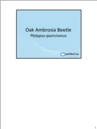 Oakambrosiabeetle.Pdf