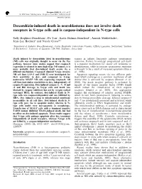 Doxorubicin-Induced Death in Neuroblastoma Does Not Involve Death Receptors in S-Type Cells and Is Caspase-Independent in N-Type Cells