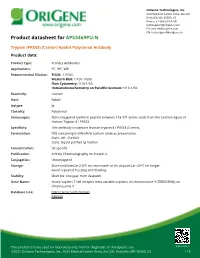 Trypsin (PRSS3) (Center) Rabbit Polyclonal Antibody Product Data