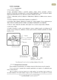 2.2.3.1. Lauraceae 2.2.3.1.A
