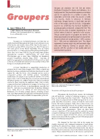 Introduction Groupers Are Territorial Predatory Reef Fish That Are Widely Distributed Throughout the Tropical and Subtropical Se