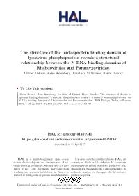 The Structure of the Nucleoprotein Binding Domain of Lyssavirus Phosphoprotein Reveals a Structural Relationship Between The