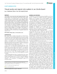 Visual Acuity and Signal Color Pattern in an Anolis Lizard Leo J