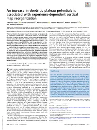 An Increase in Dendritic Plateau Potentials Is Associated with Experience-Dependent Cortical Map Reorganization