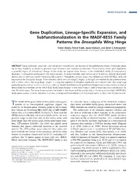Gene Duplication, Lineage-Specific Expansion, And