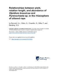 Relationships Between Yield, Rotation Length, and Abundance of Olpidium Brassicae and Pyrenochaeta Sp