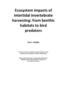 Ecosystem Impacts of Intertidal Invertebrate Harvesting: from Benthic Habitats to Bird