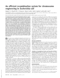 An Efficient Recombination System for Chromosome Engineering in Escherichia Coli