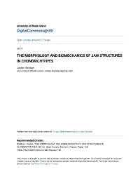 The Morphology and Biomechanics of Jaw Structures in Chondrichthyes