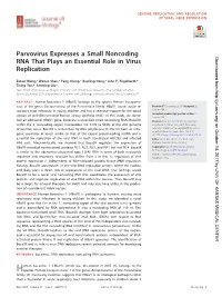 Parvovirus Expresses a Small Noncoding RNA That Plays An