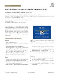 Anatomical Description During Standard Upper Endoscopy