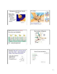 Synapses and Simple Neural Circuits! Summation of Signals! Some