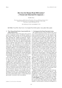 How Does the Human Brain Differentiate? —Normal and Abnormal Development—